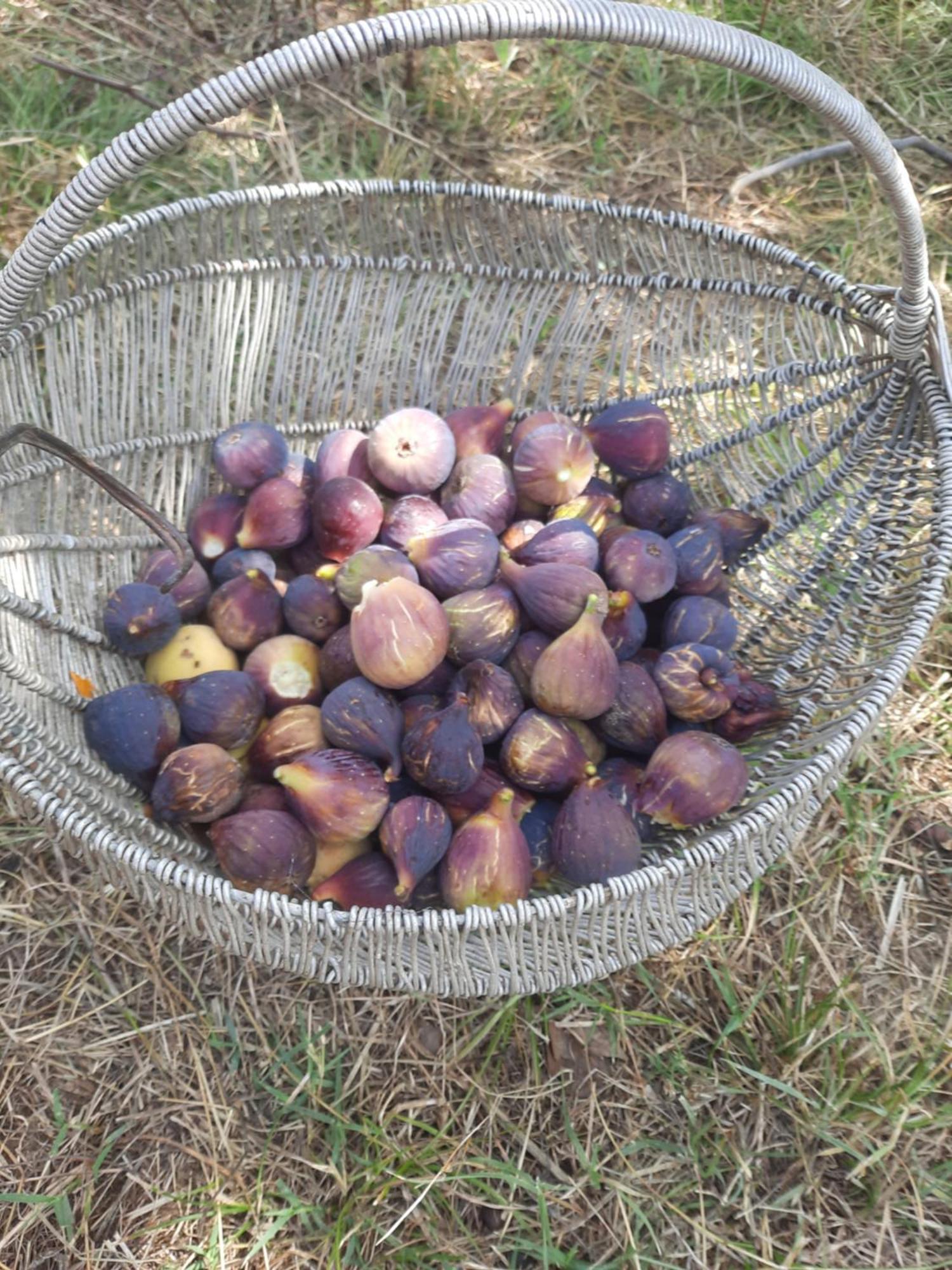 Përmet Bujtina Lugina E Vjoses 빌라 외부 사진
